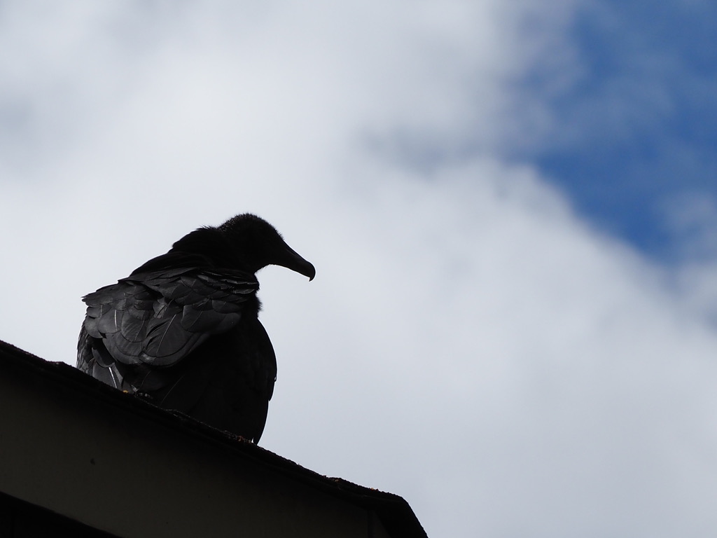 Black Vulture