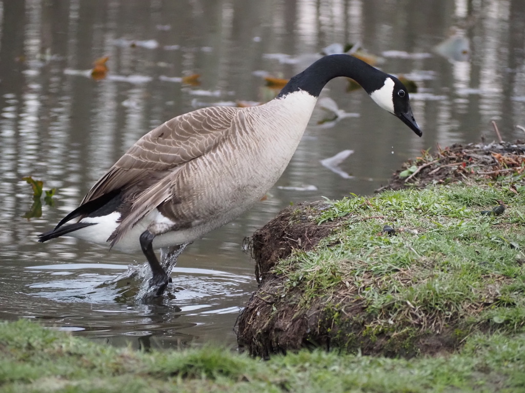 Canada Goose