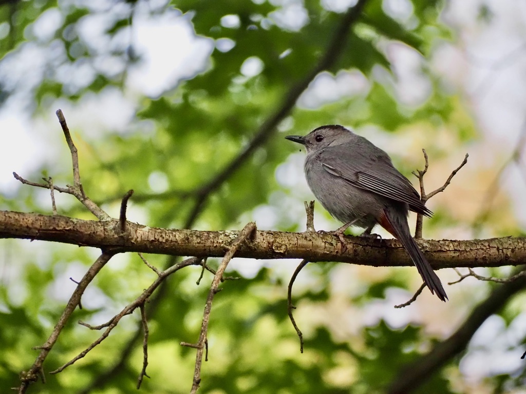 Gray Catbird