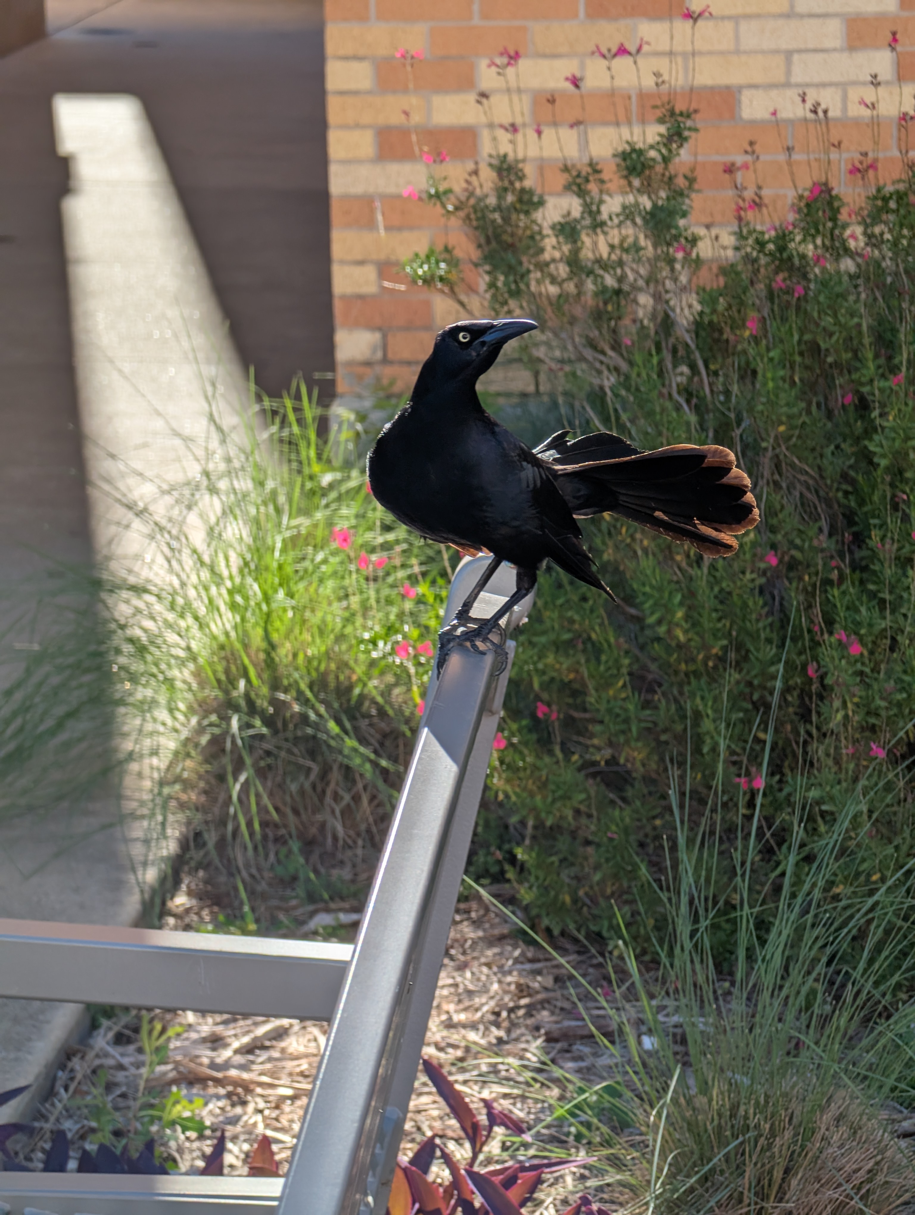 Great-tailed Grackle