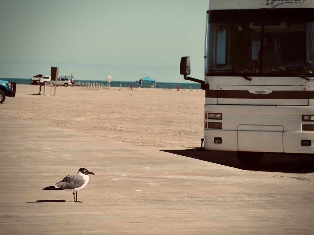 Laughing Gull