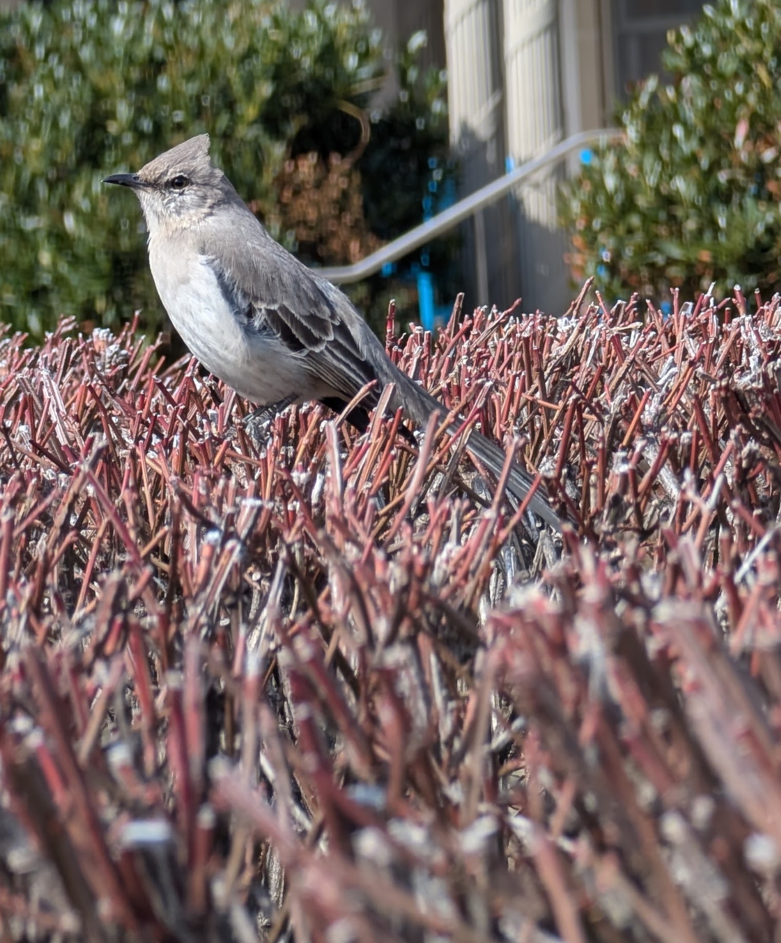 Northern Mockingbird