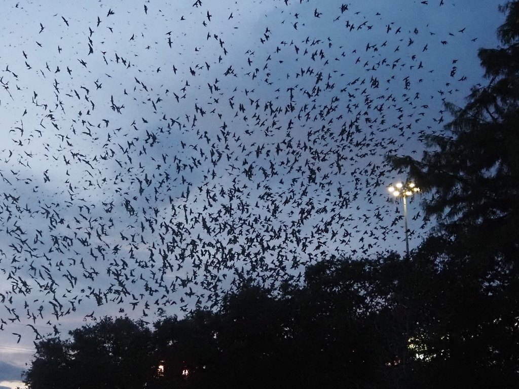 Purple Martins