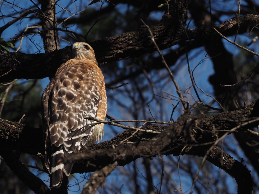 Red-shouldered Hawk