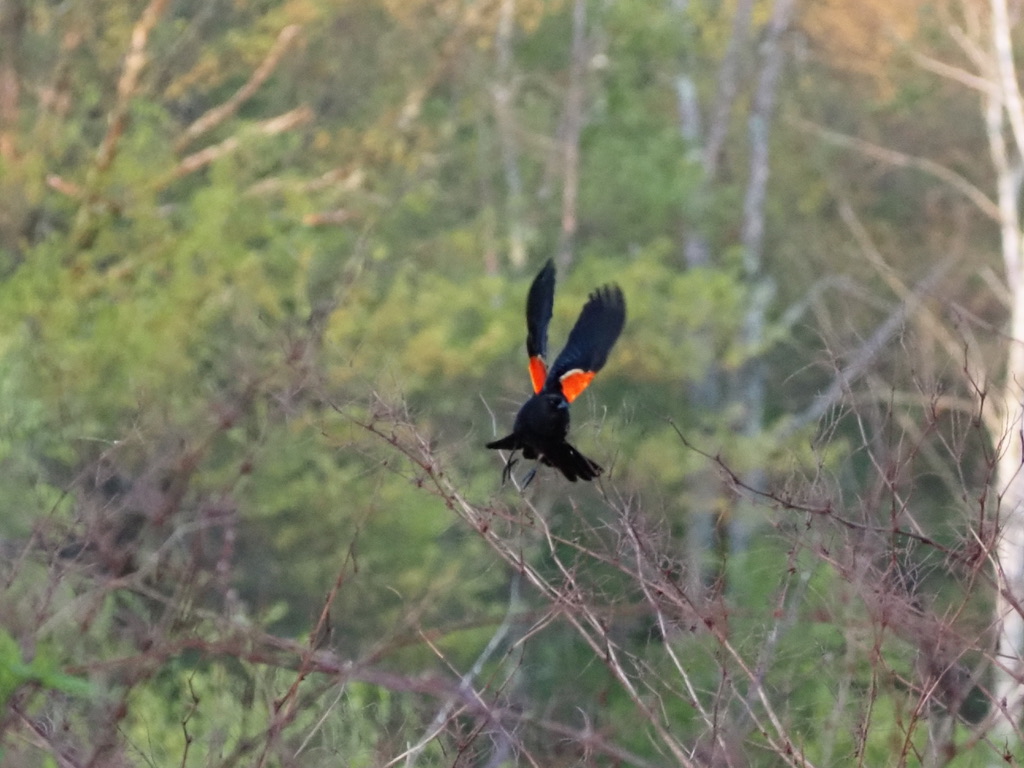 Red-winged Blackbird