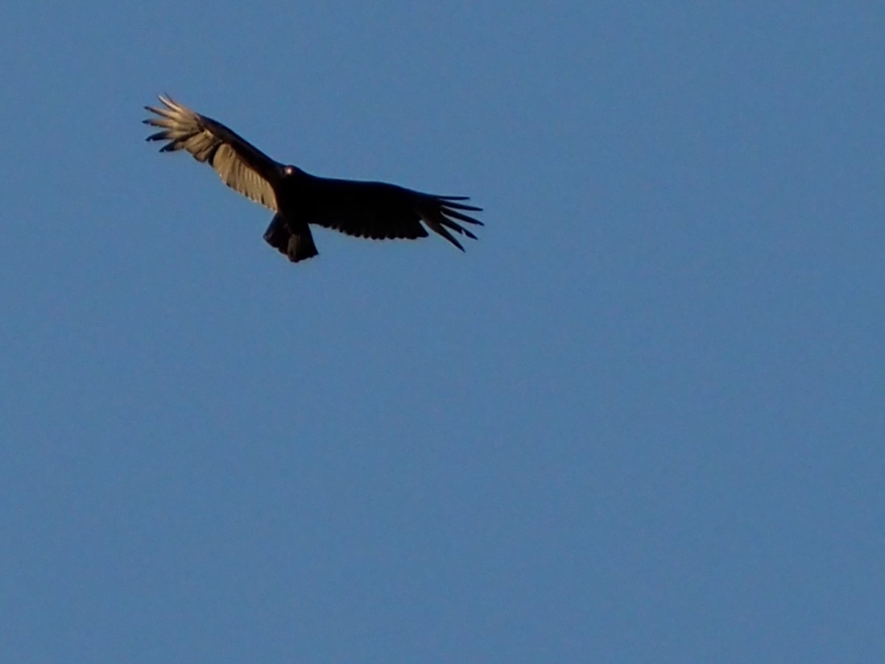 Turkey Vulture