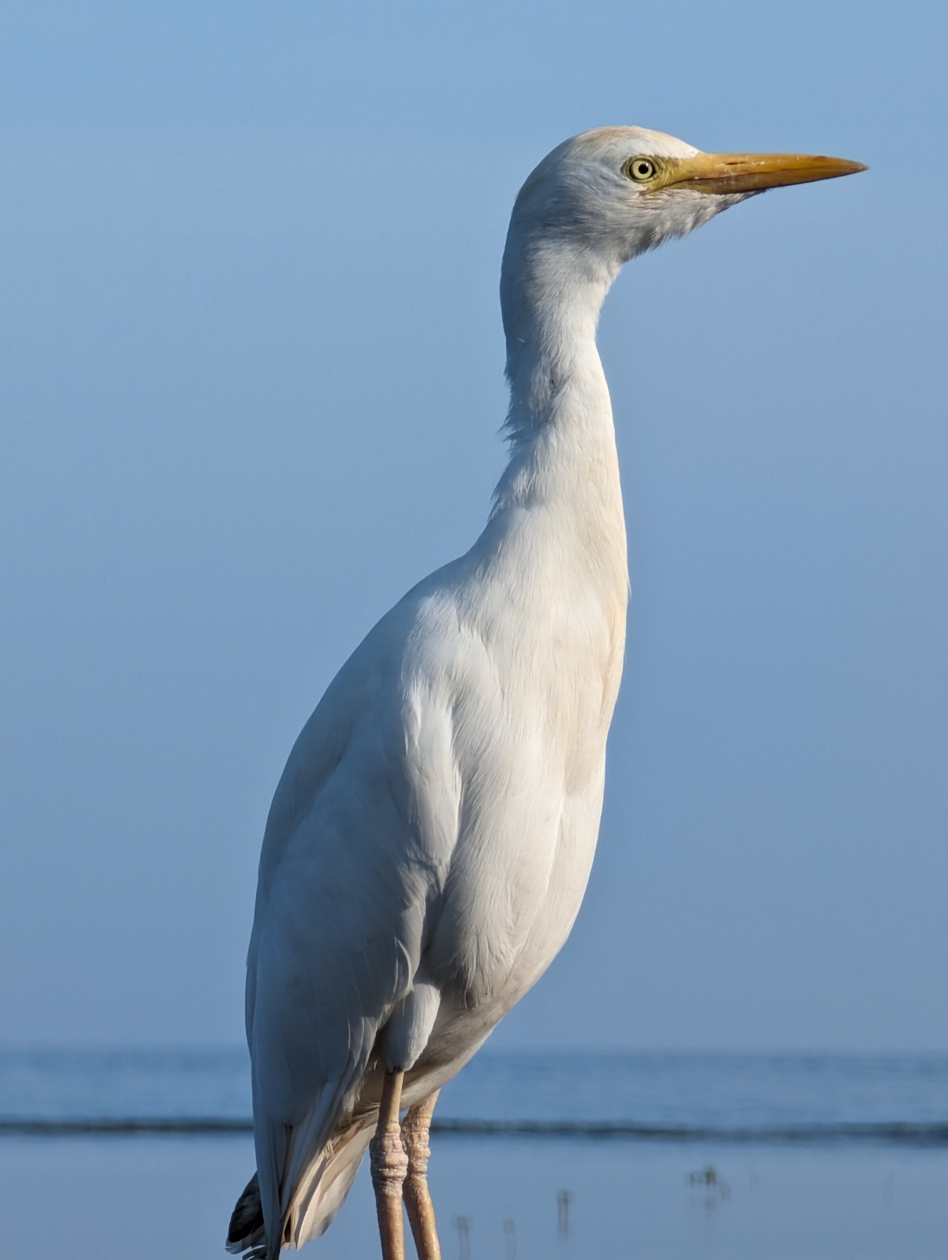 Western Cattle-Egret