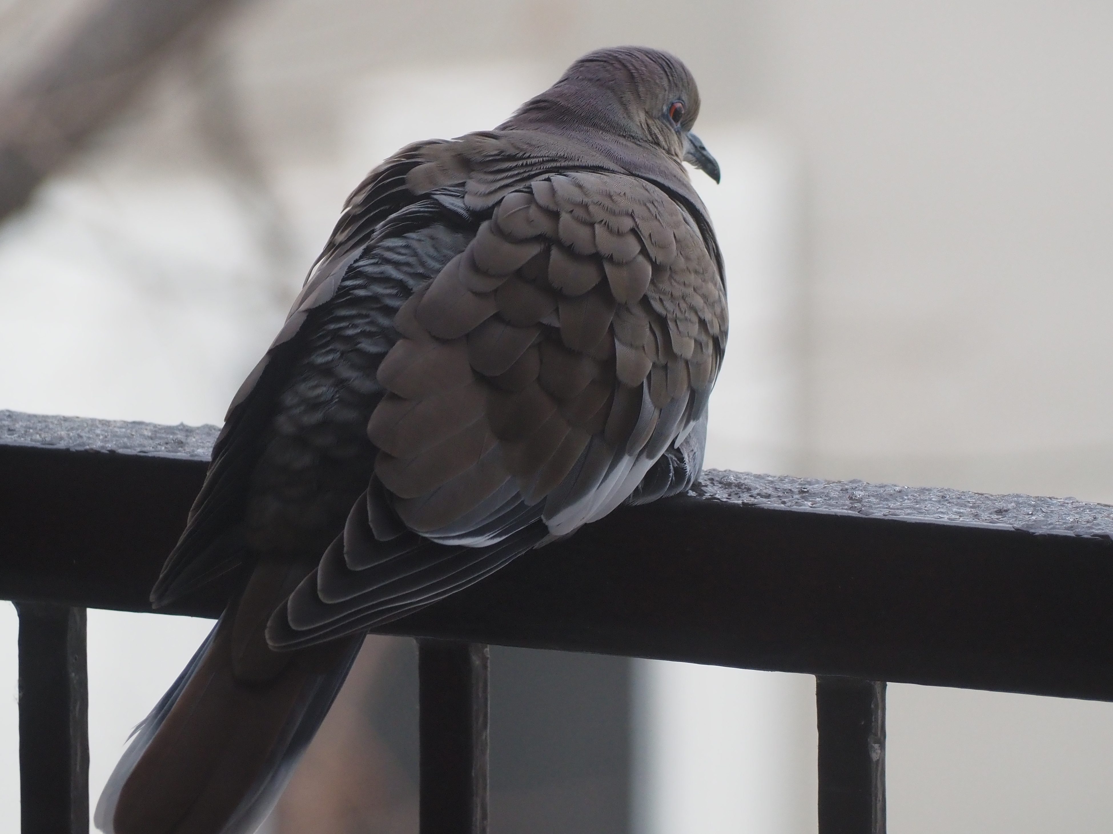 White-winged Dove